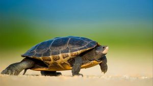 Mơ thấy con rùa số mấy là con đề mang lại hạnh phúc cho bạn? 